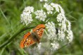 /album/fotogaleria/mariposa-y-flores-y-bichito-3x2-jpg/